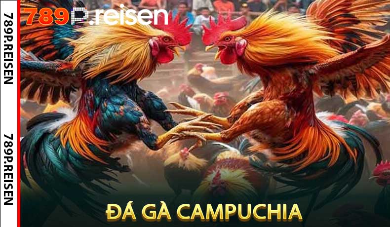 Đá gà Campuchia