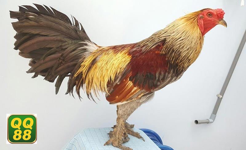 Đá gà QQ88 - Tốc độ cập nhật nhanh và theo dõi trận ổn định