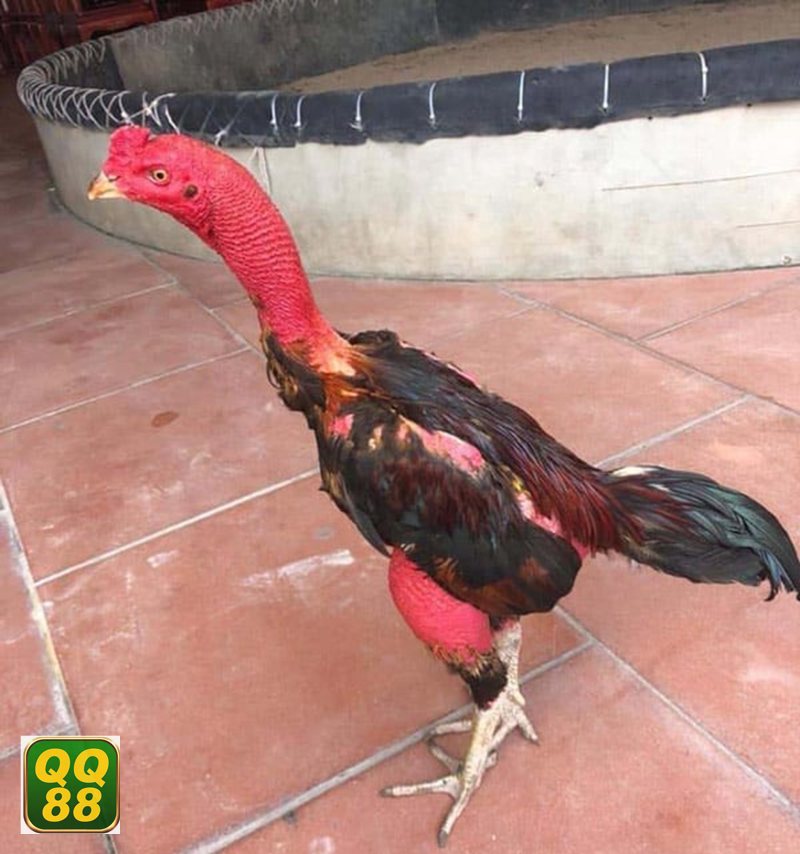 Đá gà QQ88 - Thomo hấp dẫn bởi sức bền và chiều sâu chiến thuật