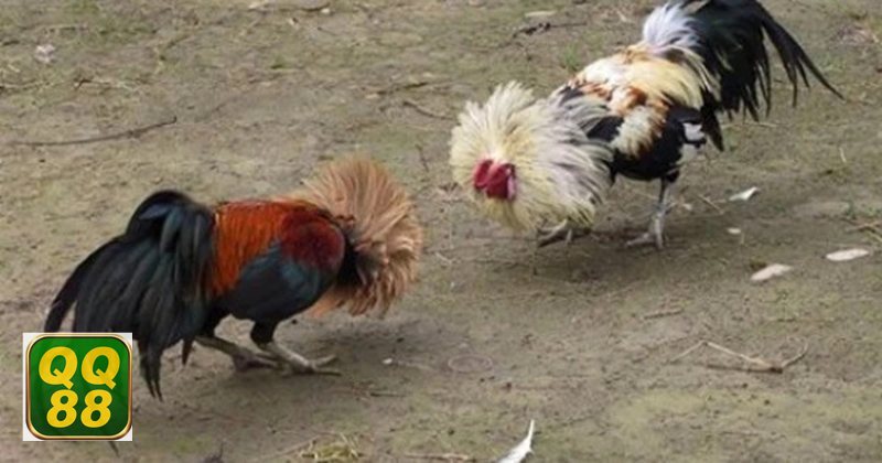 Đá gà đòn - Thi đấu bằng đòn thế và khả năng áp lực