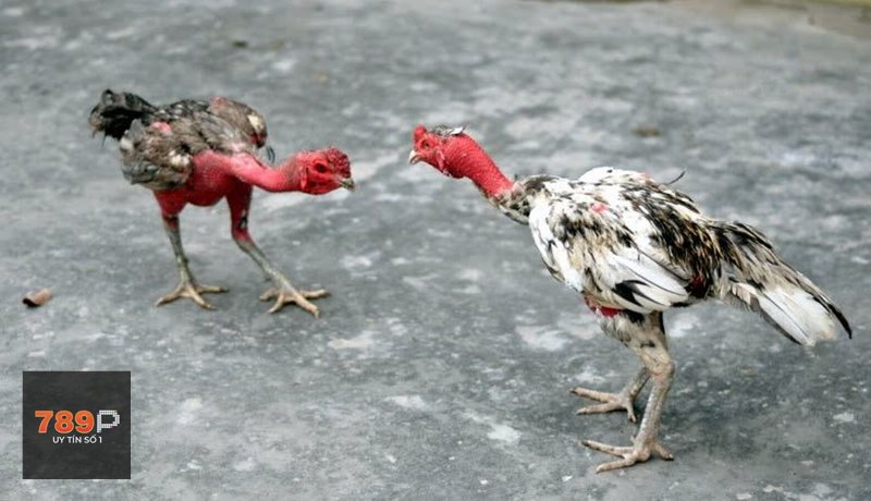 Đá Gà Thomo - Cựa sắt: nhanh, mạnh và dễ đổi thế trận