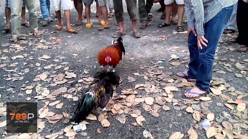Luật Đá Gà - Quy định về cựa và yếu tố can thiệp Luật Đá Gà - Quy định về cựa và yếu tố can thiệp