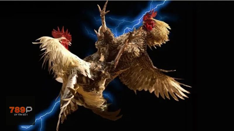Đá Gà Thomo - Cựa tròn: phù hợp với người thích quan sát kỹ