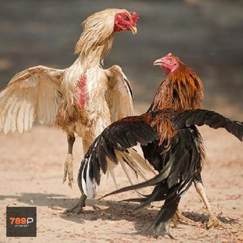 Đá Gà Thomo - Khái niệm dễ hiểu cho người mới