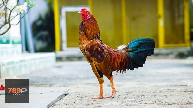 Đá Gà Online - Điểm đáng chú ý khi trải nghiệm tại 789p